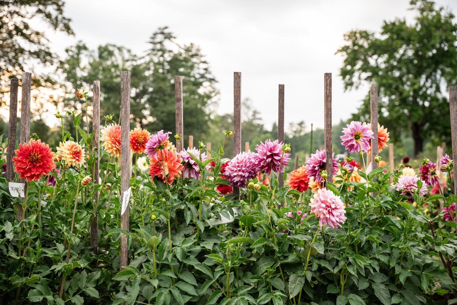 Dahlia field at Four Shores Ranch