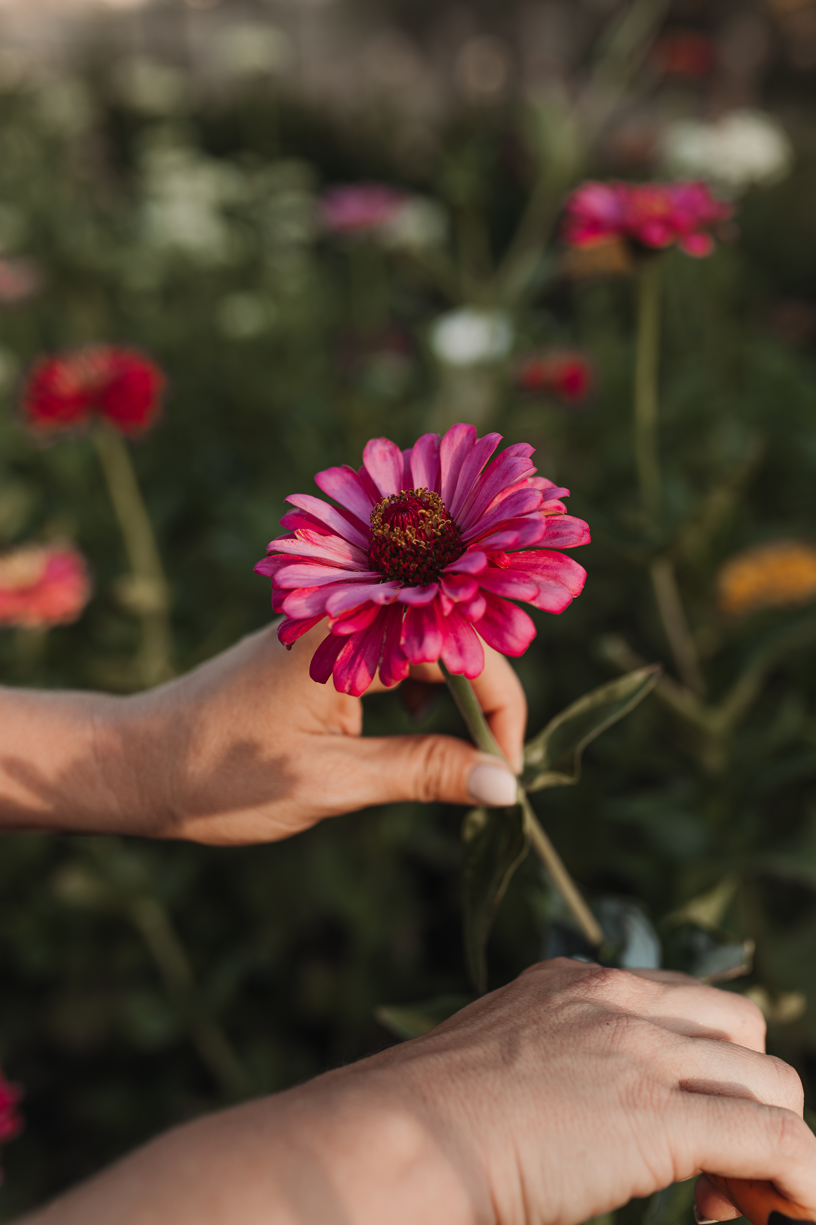 Zinnia being picked at Four Shores Ranch