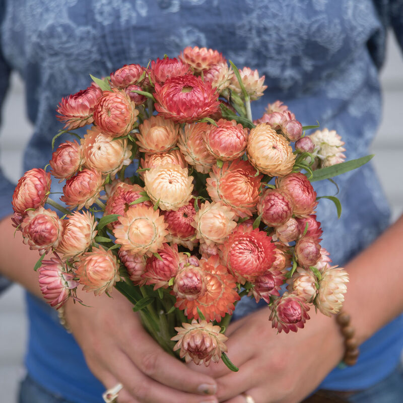 Apricot strawflower